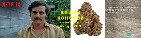 сатива Магас